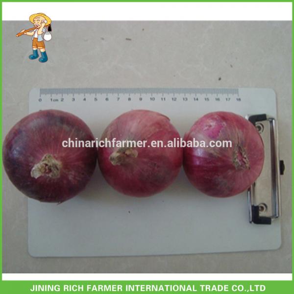 High Quality Fresh Onion 5-7cm Size #1 image