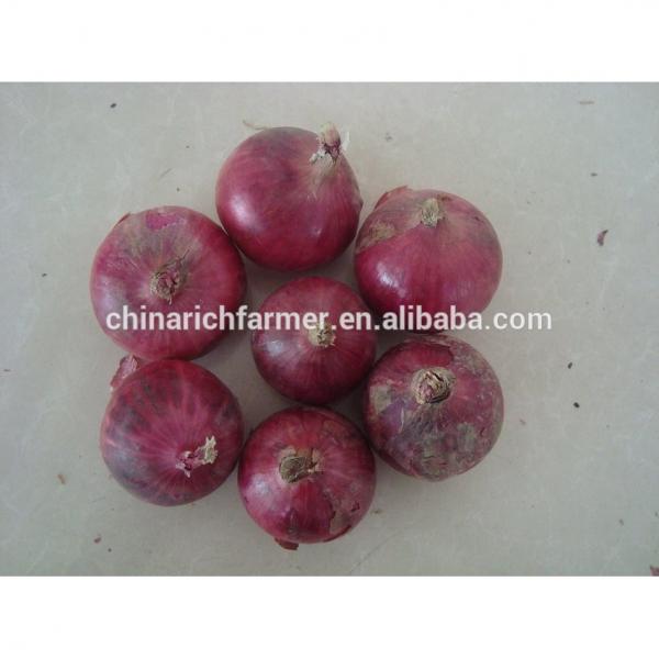 Import Fresh Yellow Onions #4 image