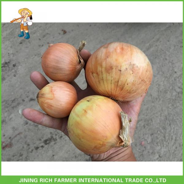 High Quality 7.0cm up Fresh Onion Low Price #1 image