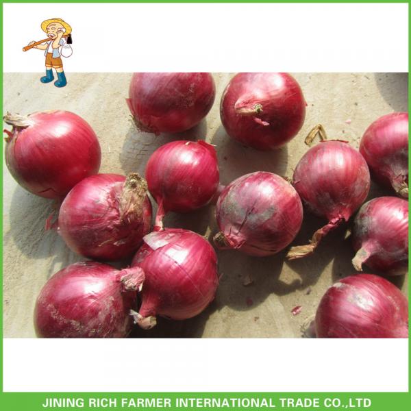 High Quality 7.0cm up Fresh Onion With Best Price #1 image