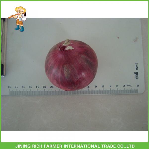 Lowest Price With Good Quality Fresh Red Onion #1 image