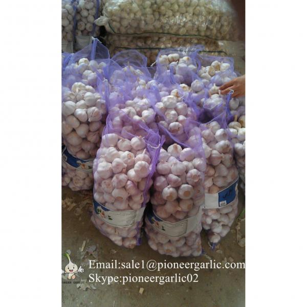 2017 New Crop 5cm Purple Fresh Garlic 10kg Mesh Bag Packing #3 image