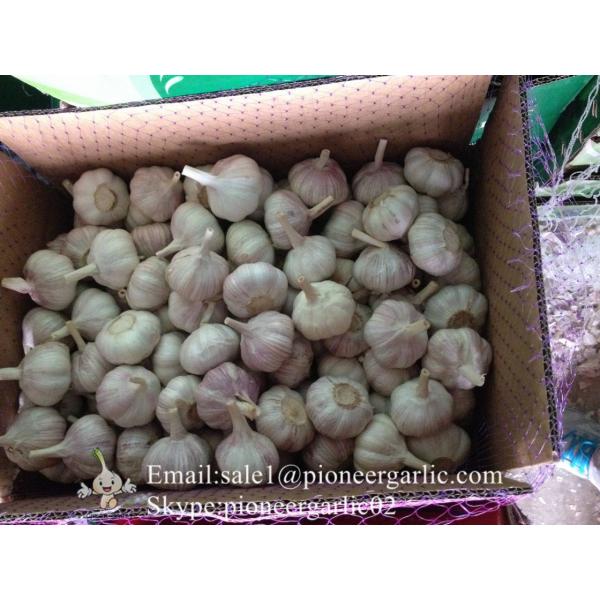 2017 New Crop 5cm Purple Fresh Garlic 10kg Box Packing #1 image