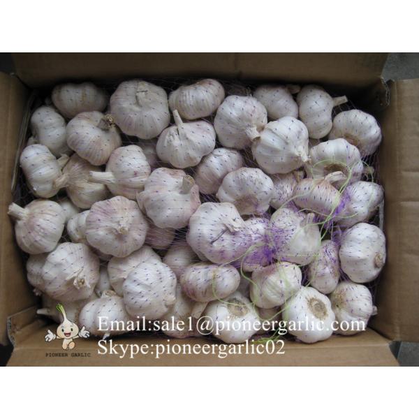 2017 New Crop 5cm Normal White Fresh Garlic 10kg Box Packing #4 image