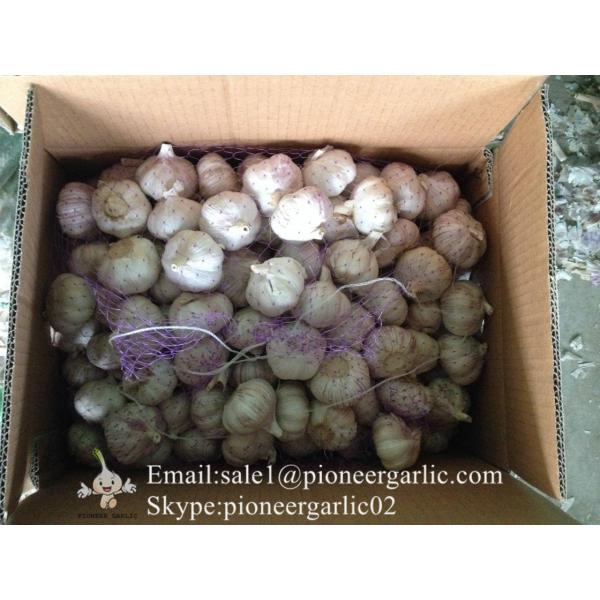 Jinxiang Shandong Fresh Normal White Garlic 5cm Loose Packing in Carton Box #4 image