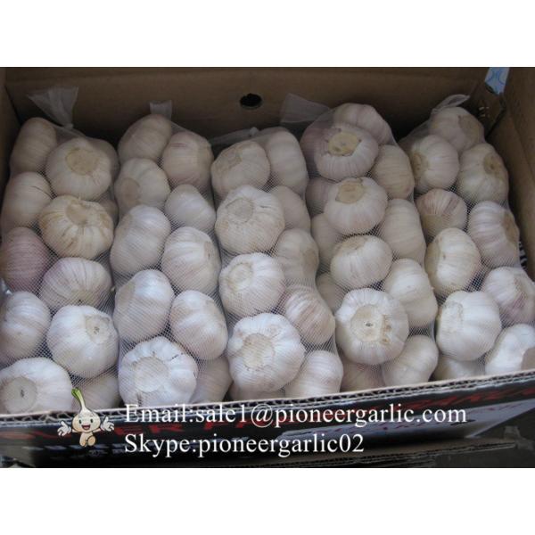 Best Quality 5.0cm Normal White Garlic Packed According to client's requirements #1 image