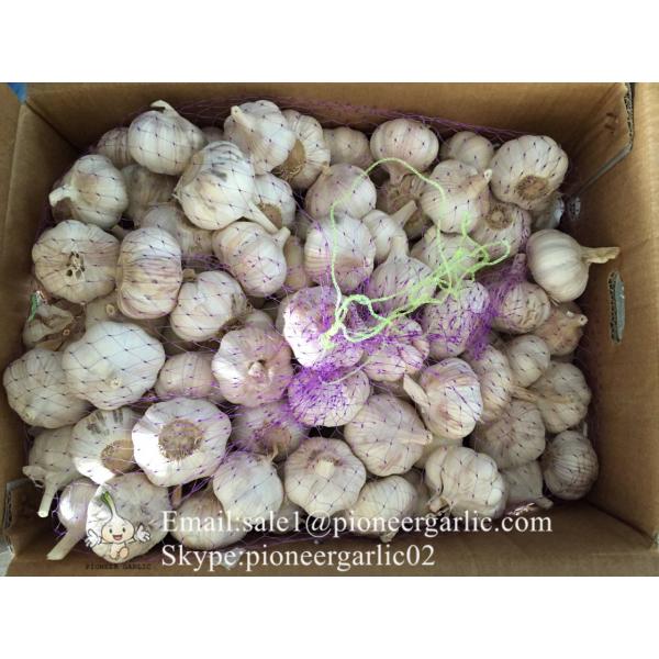 Chinese Fresh 5.5cm Normal White Garlic Small Packing In 10kg Box #3 image