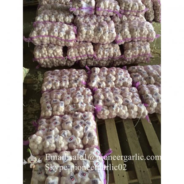 New Crop 5.5cm Purple Fresh Garlic In 10 kg Box packing #5 image