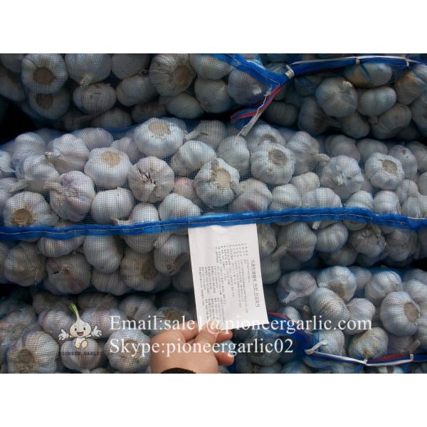 Hot Sale Chinese Fresh Purple Red Garlic Big Garlic 5.5cm and up Size with Box Packing #1 image