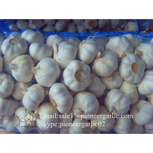 New Crop Chinese 5.5cm Pure White Fresh Garlic Small Packing In Mesh Bag #2 image