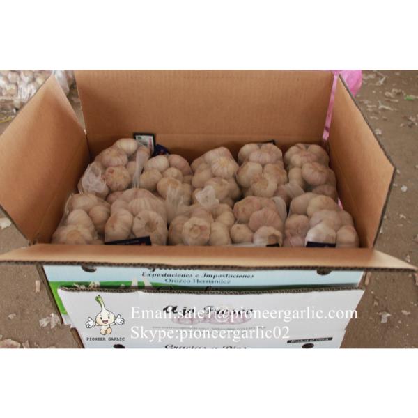 2017 New Crop 5cm Normal White Fresh Garlic 10kg Box Packing #1 image