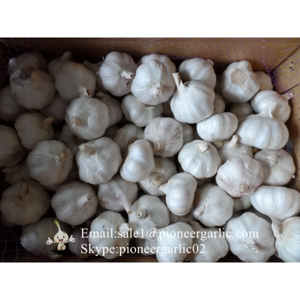 100% Natural Garlic Fresh Jinxiang Garlic Normal White Purple Garlic Exported to African Market #4 image