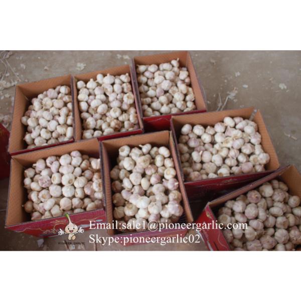 Chinese Fresh Red (Allium Sativum) Garlic Packed in 10kg Mesh Bag #5 image