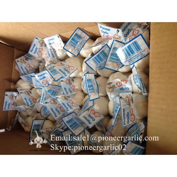 Natural Fresh 5.5cm Snow White Garlic 3p Small Packing In Carton Box #1 image