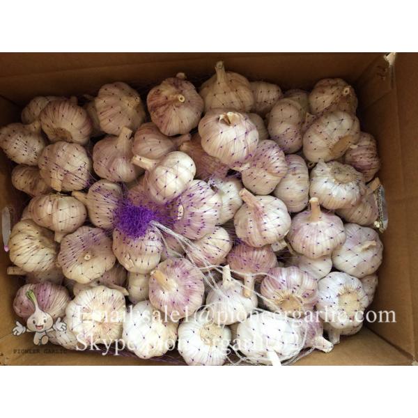 2017 New Crop 4.5cm Purple Fresh Garlic 10kg Mesh Bag Packing #3 image