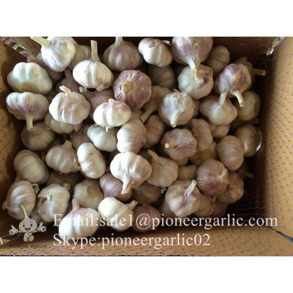 New Crop 5.5cm Normal White Fresh Garlic In 10 kg Box packing #4 image