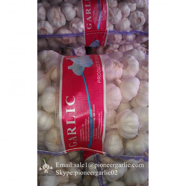 Jinxiang Fresh Red Garlic 5.5cm Loose Packing In Mesh Bag #2 image