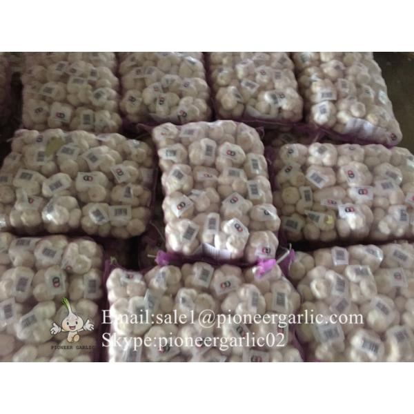 2017 New Crop 5cm Normal White Fresh Garlic 10kg Mesh Bag Packing #1 image