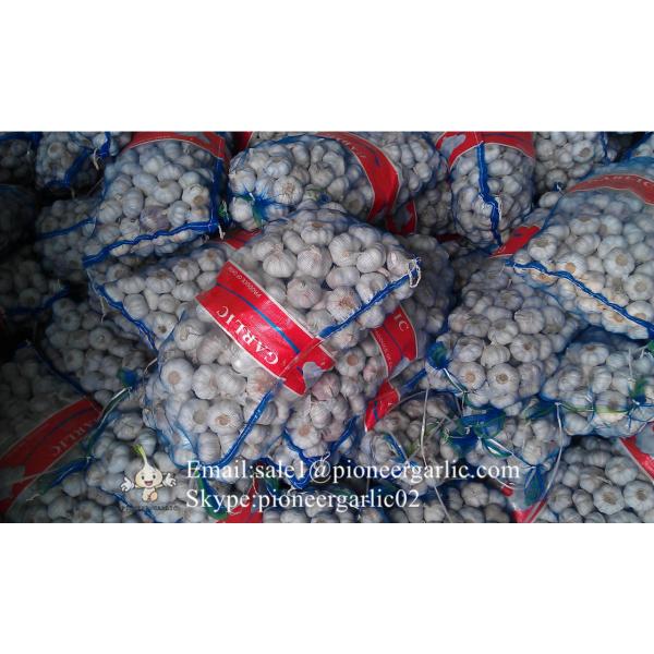 2017 New Crop 5cm Normal White Fresh Garlic 10kg Mesh Bag Packing #4 image