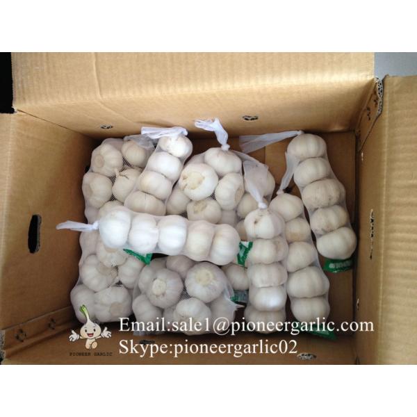 5.5cm Normal White Garlic Produced in Jinxiang Shandong China #2 image