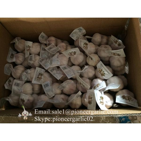 5.5cm Normal White Garlic Produced in Jinxiang Shandong China #1 image