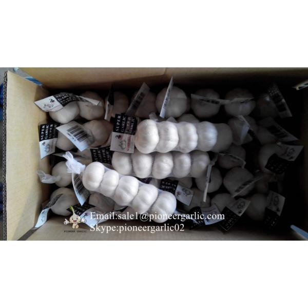 New Crop Chinese 4.5cm Snow White Fresh Garlic Loose Carton Packing #4 image