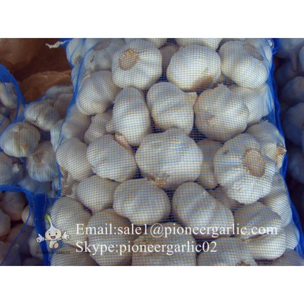 Nature Made 5.0-5.5cm Chinese White Garlic Material of Black Garlic in Mesh Bag #3 image