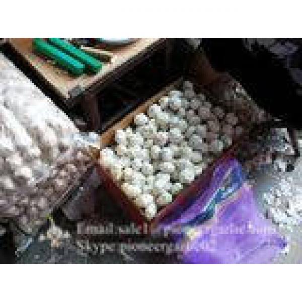 New Crop 6cm and up Normal White Fresh Garlic In 10 kg Box packing #1 image