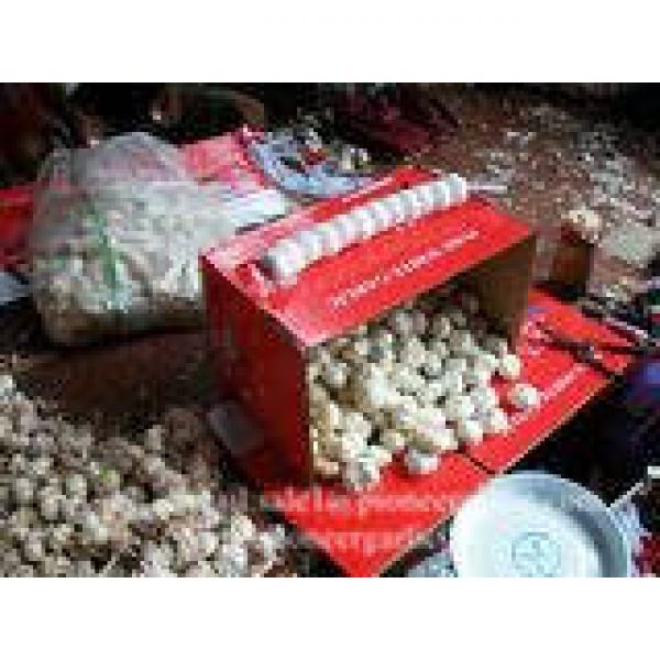 New Crop 6cm and up Normal White Fresh Garlic In 10 kg Box packing #2 image