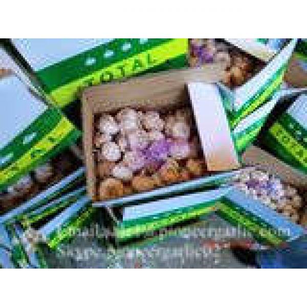 Jinxiang Shandong Fresh Normal White Garlic 5cm Loose Packing in Carton Box #3 image
