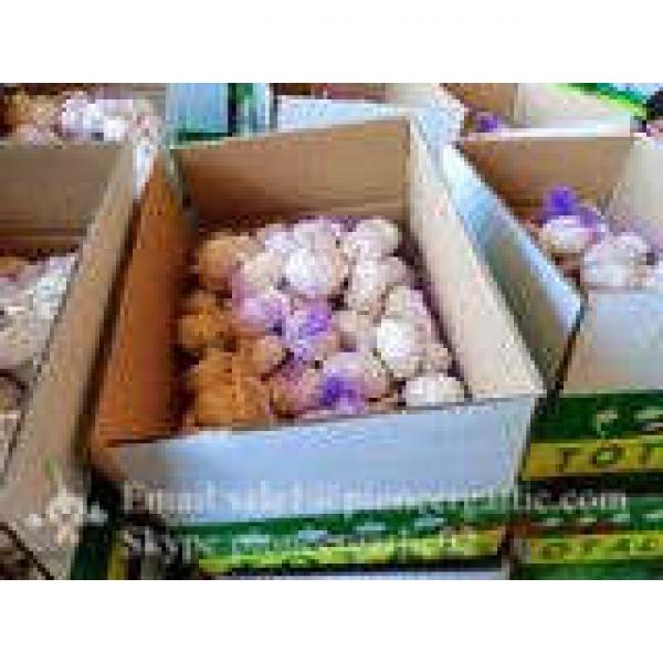 Jinxiang Fresh Red Garlic 5.5cm Loose Packing In Carton Box #1 image
