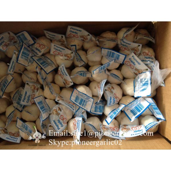 Chinese Fresh Jinxiang Snow White 4.5cm Garlic Small Packing In 10kg Box #3 image