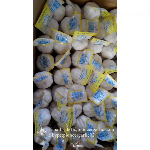 Chinese Fresh Jinxiang Snow White 4.5cm Garlic Small Packing In 10kg Box #4 image