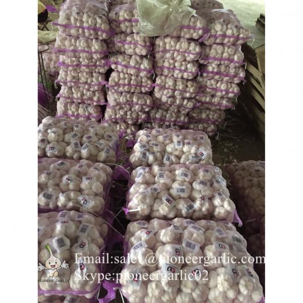 New Crop 5.5cm Pure White Chinese Fresh Garlic Small Packing In Mesh Bag #1 image