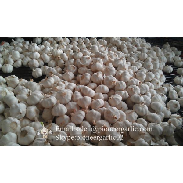 New Crop 5.5cm Pure White Chinese Fresh Garlic Small Packing In Mesh Bag #4 image