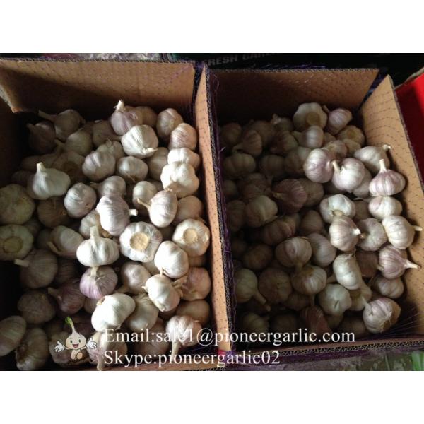 5.5cm Normal White Fresh Purple Garlic Exported to Senegal #3 image