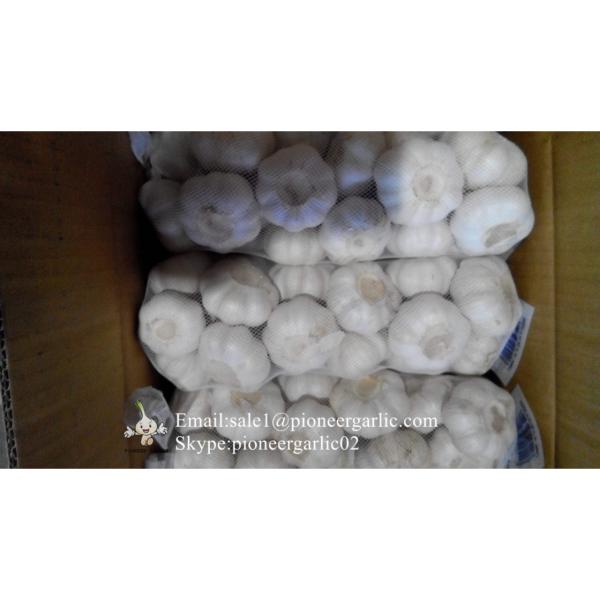 Loose Packing 5.5-6cm Fresh Red Garlic Produced In Jinxiang Shandong China #2 image
