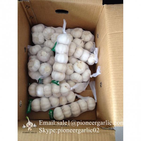 Chinese Fresh Normal White Garlic Packed In Box #1 image