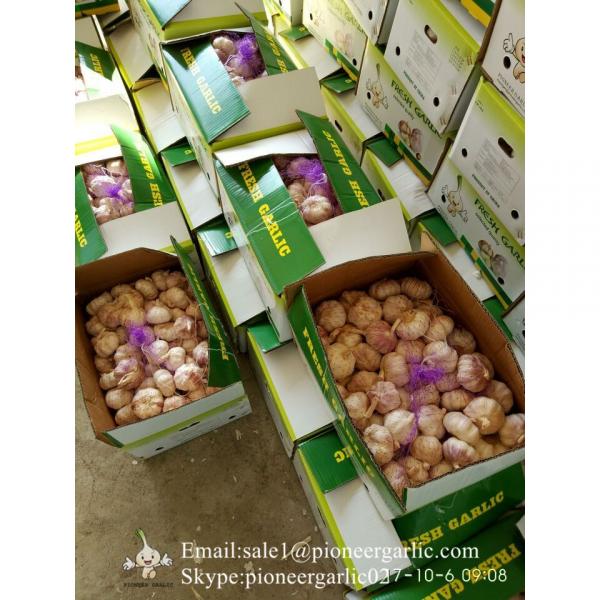 Chinese Fresh Normal White Garlic Packed In Box #3 image
