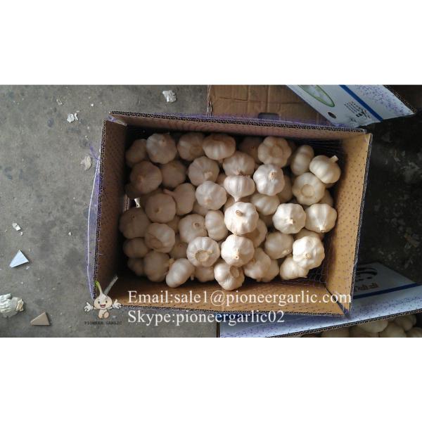Chinese Fresh 5.5cm Normal White Garlic Small Packing In 10kg Box #4 image