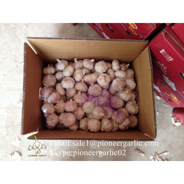 Chinese Fresh 5.5cm Normal White Garlic Small Packing In 10kg Box #1 image