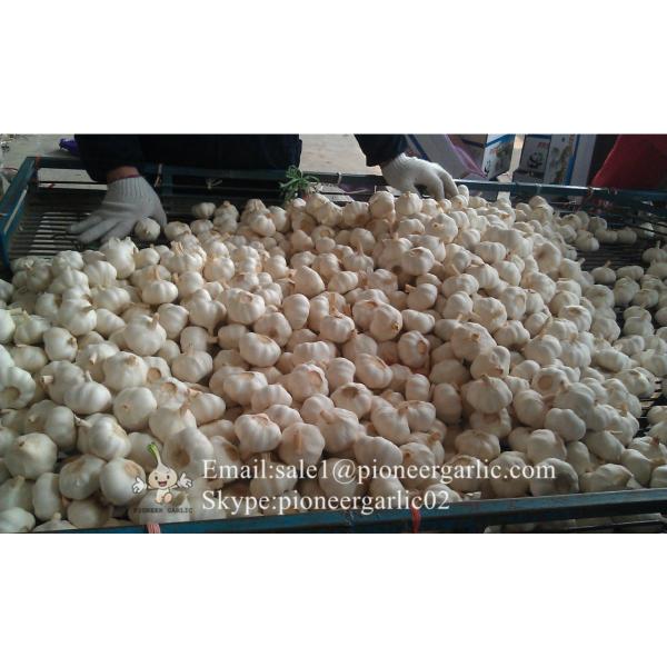 Nature Made 4.5-5.0cm Normal White Garlic Material of Black Garlic in Mesh Bag #1 image