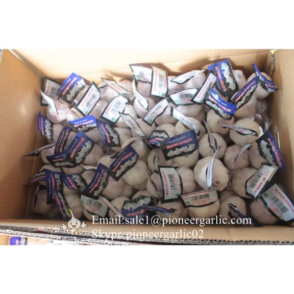 100% Natural Snow White Garlic Packed in Mesh Bag or Carton Box From Jinxiang China #3 image