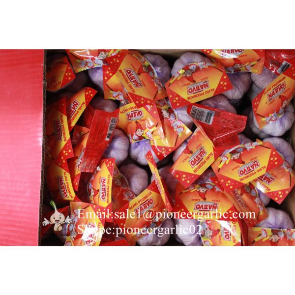 Jinxiang Shandong Fresh Normal White Garlic 5cm Small Packing in Carton Box #3 image
