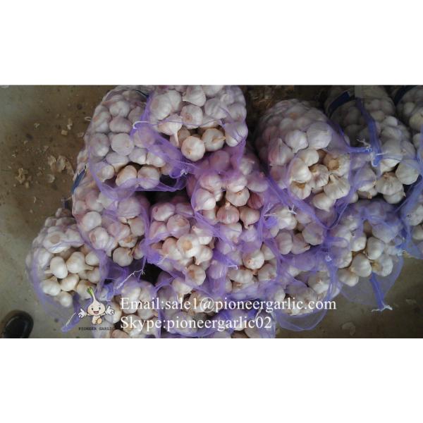 5.5cm Normal White Garlic Packed in Mesh Bag #5 image