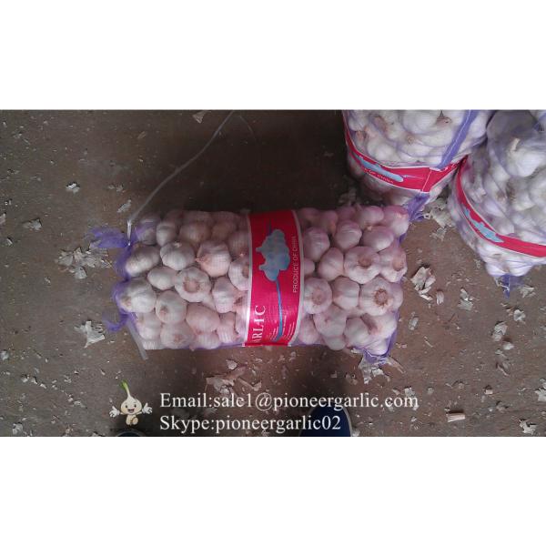 4.5-5cm Normal White Chinese Fresh Garlic In Mesh Bag Packing #1 image