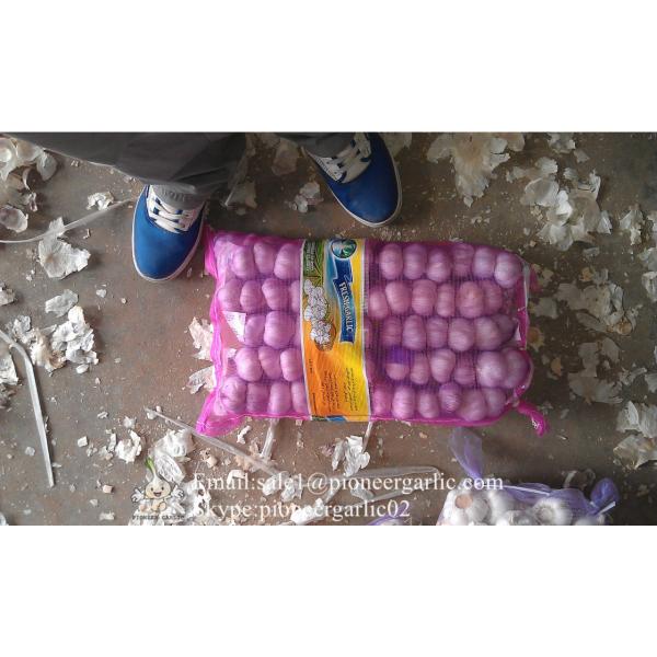 Jinxiang Shandong Fresh Normal White Garlic 5cm Loose Packing in Mesh Bag #3 image