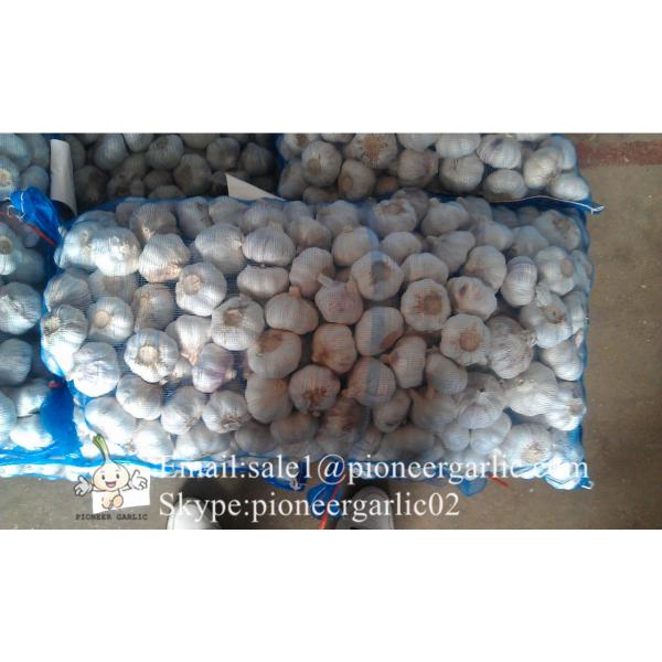 Jinxiang Shandong Fresh Normal White Garlic 5cm Loose Packing in Mesh Bag #4 image