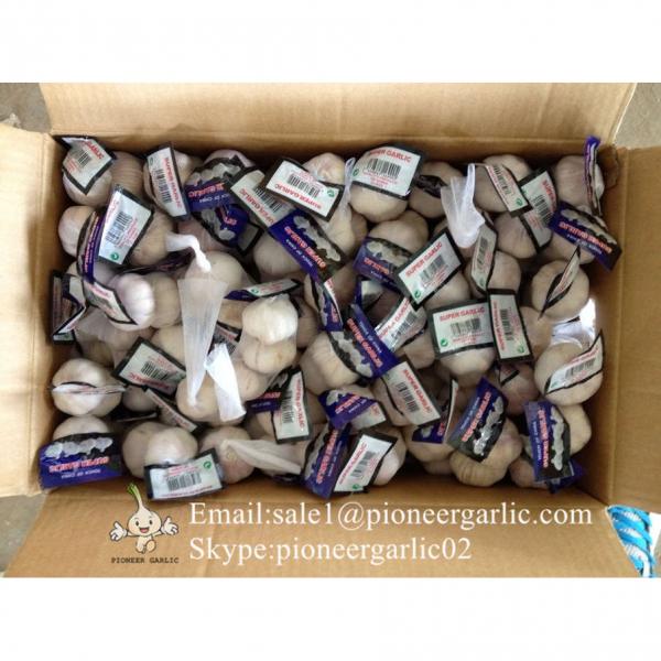 Chinese Jinxiang Pure White Fresh Garlic Small Packing In 10kg Box #1 image