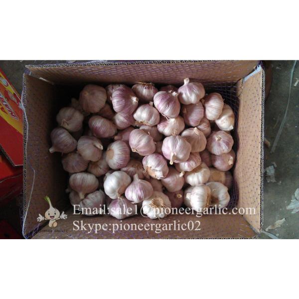 2017 New Crop 4.5cm Purple Fresh Garlic 10kg Mesh Bag Packing #4 image